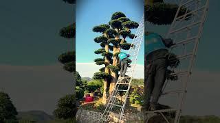 simple technique for caring for large bonsai plants with regular spraying #shorts
