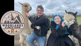 Woodlands Alpaca Farm 2023 | Alpaca Walk & Feeding The Animals