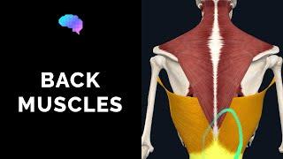 Muscles of the Back (3D Anatomy Tutorial) | UKMLA | CPSA | PLAB 2