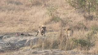 Male leopard fighting two hyenas