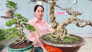 Bonsai THUY AN 11/6 Arrivals : Affordable Mai Chieu Thuy, Kim Quyt, Linh Sam.