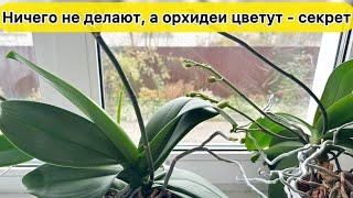 Орхидеи цветут и цветут без особого ухода Правильный горшок для орхидеи