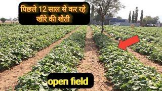 3 महीने में कमाये 1 लाख | खीरे की खेती | Kheera ki kheti | Cucumber farming | Vegetable farming |