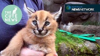 Caracal kittens, a chubby hedgehog & adorable red panda cubs!