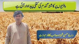 Wheat record production in Pakistan|beds wheat Cultivation is record production in Pakistan