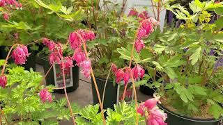 Dicentra Varieties (Bleeding Hearts)//Popular,Long Blooming Perennials for Shady Sites!