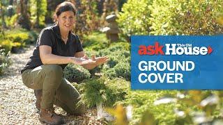 All About Ground Cover Plants | Ask This Old House