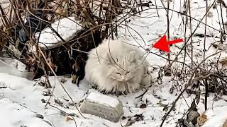 Bullied & Pregnant! Stray Cat was waiting to die in the snow until this happend