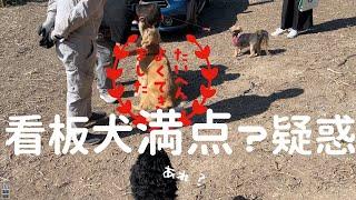 酷い看板犬の汚名返上？もしかしたら？