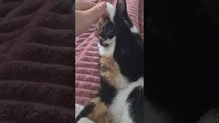 #catlover #softcatshort #viralcat #catcompilation #fypyoutube #trending