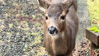 Several Deer Come to Say Hello - They Seem Friendly!