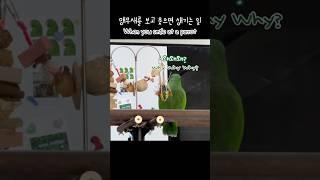 [지구] 앵무새를 보고 웃으면 생기는 일 / When you smile at a parrot / talking parrot