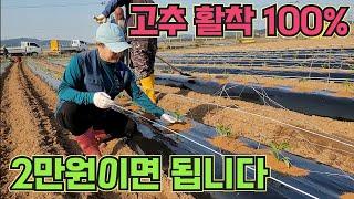 고추 활착 100%, 2만원이면 됩니다!! 고추 농사 잘 짓는 법!
