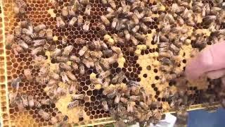 Three types of brood comb