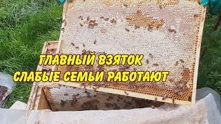 пчеловодство,  главный взяток, слабые семьи работают