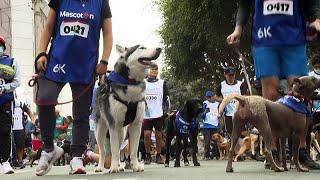 Peru celebrates International Dog Day with race