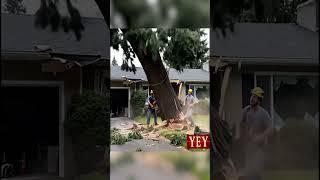 Tree Falls the Wrong Way Results in Roof Damage #Chainsaw #YesEpicYes #Lumberjack