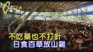 【高雄】拒絕化學物 他種草藥餵養放山雞 燒傷病患的浴火重生∣一步一腳印【草藥養雞生態實踐者】20250105