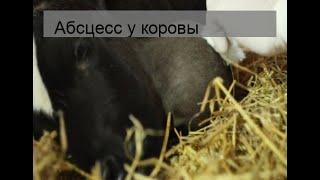 Абсцесс у коровы