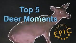 Top 5 Deer Moments