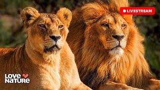  24/7 LIVE: Wildlife & Nature Documentaries | Love Nature