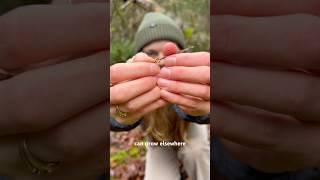 The Smallest Bird’s Nest Ever 🪺 is a fungi