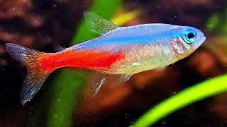 LIVE AQUARIUM  Relaxing Fish Tank with Water Sounds