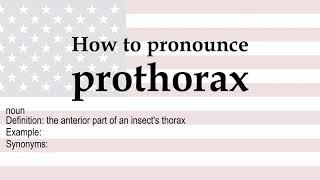 How to pronounce 'prothorax' + meaning