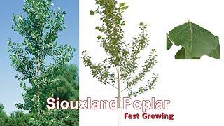 Siouxland Poplar (Fast Growing)