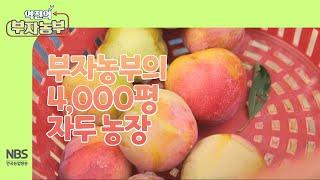 [역전의부자농부 264회] 부자농부의 4,000평 자두 농장