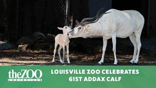 LOUISVILLE ZOO CELEBRATES 61ST ADDAX CALF IN ITS 55 YEARS