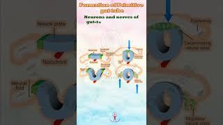 Embryonic Gut: Formation and Fascination #anatomy