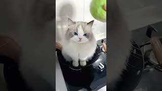 你不出来，那你就做饭吧 #萌宠 #这小猫谁养谁不迷糊啊 #猫咪的迷惑行为 #萌宠出道计划 #猫咪