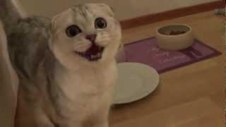 Scottish fold kitten meowing for food