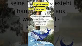 Top 5 Fakten über Wirbeltiere - der Blauwal