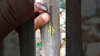 Plant grafting techniques of fruit plants very easy #grafting #budding #fruitplant