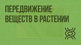 Передвижение воды и питательных веществ в растении. Видеоурок по биологии 6 класс