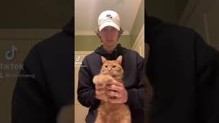  TRY NOT TO LAUGH CHALLENGE  - Funny Cats and Crazy Cats - [04/2022]