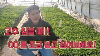 고추 밭에 심을 때 00를 조금 넣고 심어보세요!!! 꿀팁, 고추농사 잘 짓는 법!