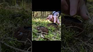 за СБОР ЭТОГО ГРИБА  ШТРАФ ДО МИЛЛИОНА! САРКОСОМА ШАРОВИДНАЯ