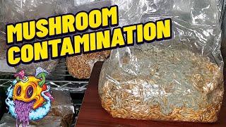 Mushroom Contamination & How To Avoid It (My First Time)