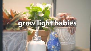 Using grow lights for houseplants in winter | My grow light set up