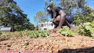 TOTAL TRANSFORMATION OF @iammarwa  GRASS FARM AND FISHPOND AFTER HE LEFT THE VILLA