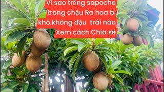 Vì sao trồng sapoche trong chậu ra hoa bị khô không đậu trái?chia sẻ để biết cách chăm sóc..