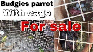 Budgies parrot for sale / GS Birds Info