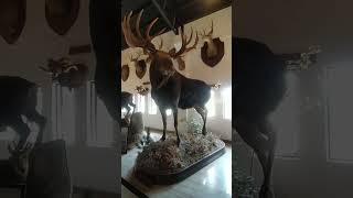 Amazing animal display #animals #zoo #taxidermy