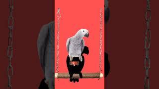 bird sort video||#birdsortvideo||#sortvideo ||#tiktokbird||