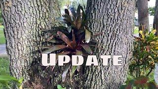 Mounted Bromeliad Orchid and Outdoor Plant Update