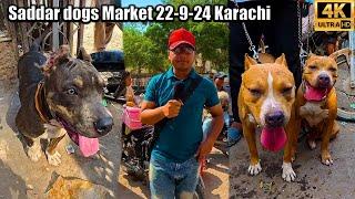 Saddar Dogs Market Karachi 22-9-2024 Latest Updates | غیر ملکی کتوں کی کئی منفرد اقسام موجود