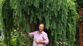 How to Grow European Weeping Larch, Larix decidua 'Pendula'